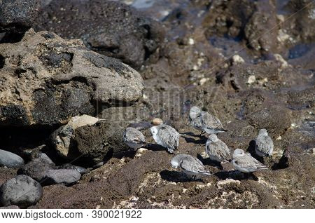 Flock Of Sanderling Calidris Alba In Arinaga.