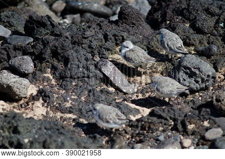 Flock Of Sanderling Calidris Alba In Arinaga.