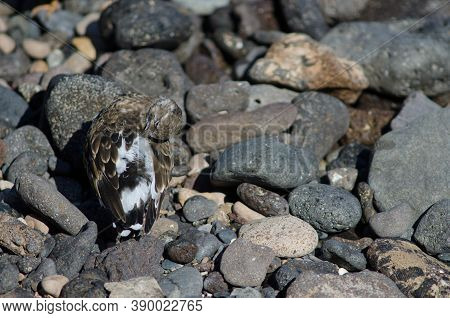 Ruddy Turnstone Arenaria Interpres Preening In Arinaga.