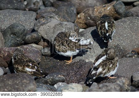 Ruddy Turnstones Arenaria Interpres Preening In Arinaga.