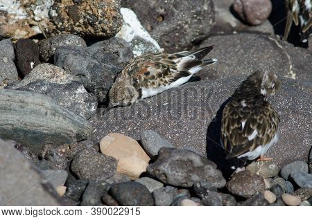 Ruddy Turnstones Arenaria Interpres Sunbathing In Arinaga.