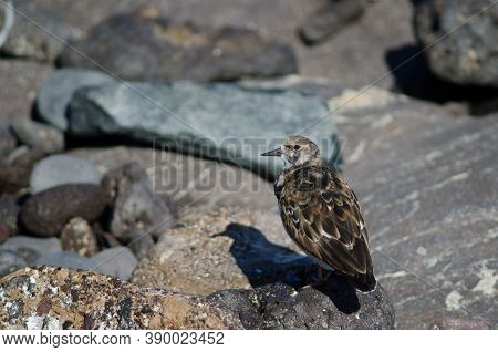 Ruddy Turnstone Arenaria Interpres In The Coast Of Arinaga.