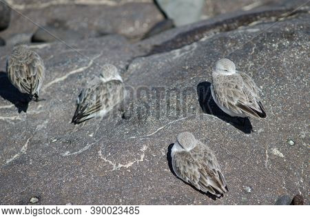 Sanderling Resting In The Coast Of Arinaga.