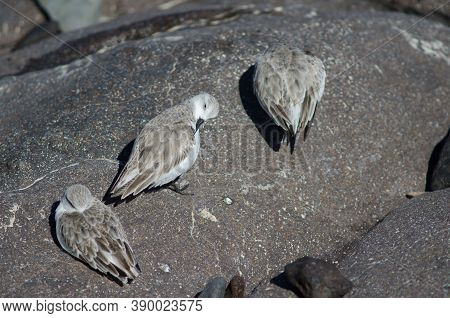 Sanderling Calidris Alba In The Coast Of Arinaga.