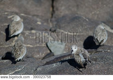 Sanderling Preening In The Coast Of Arinaga.