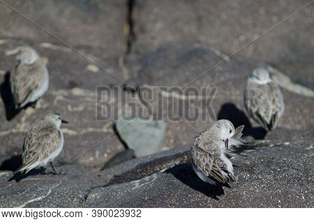 Sanderling Preening In The Coast Of Arinaga.