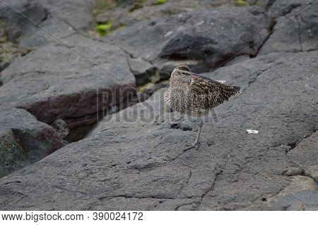 Eurasian Whimbrel Numenius Phaeopus In The Coast Of Arinaga.