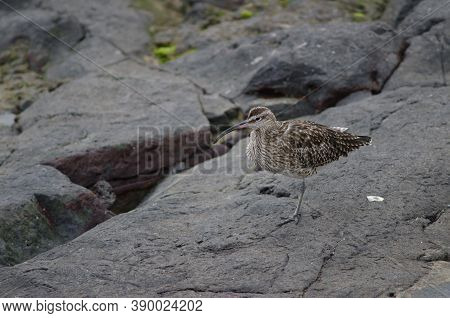 Eurasian Whimbrel Numenius Phaeopus In The Coast Of Arinaga.