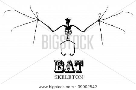 Bat skelet