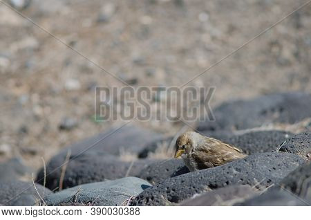 Juvenile Spanish Sparrow Passer Hispaniolensis In Arinaga.
