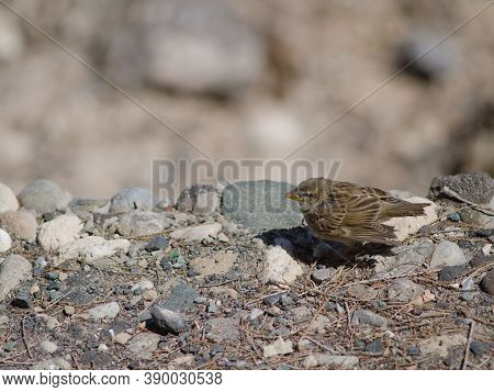 Juvenile Spanish Sparrow Passer Hispaniolensis In Arinaga.
