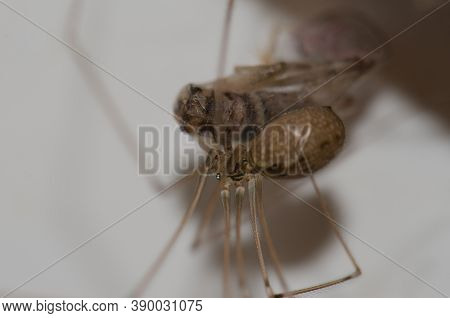 Daddy Long-legs Spider Pholcus Phalangioides In Cruz De Pajonales.