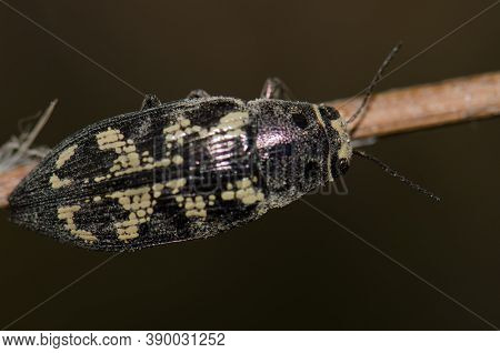 Jewel Beetle Buprestis Bertheloti On A Branch.