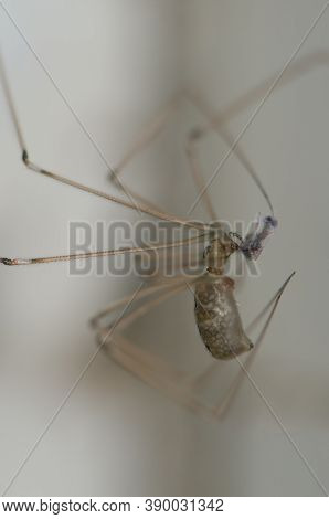 Daddy Long-legs Spider Pholcus Phalangioides With A Prey.