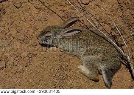 Sick European Rabbit Oryctolagus Cuniculus In El Juncal.