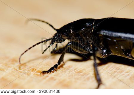 Beetle Campalita Olivieri In The Town Of Arinaga.