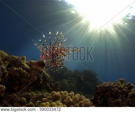 Devil Firefish On The Reef In The Red Sea