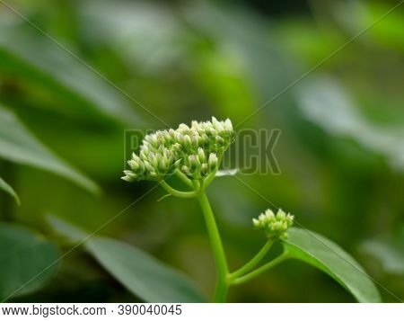 Tiny White Flowers Of Mikania Scandens Or Climbing Hempweed