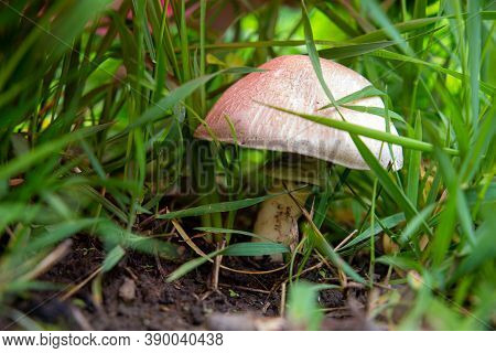 A Small Mushroom Hides From The Rain Under The Grassn Nsmall Mushroom Under The Grass In The Forest
