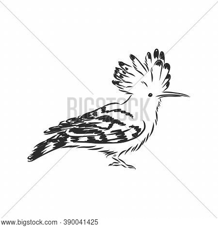 Logo Hoopoe Upupa Epops . Bird Vector Illustration. Isolated On White Background., Hoopoe Bird, Vect