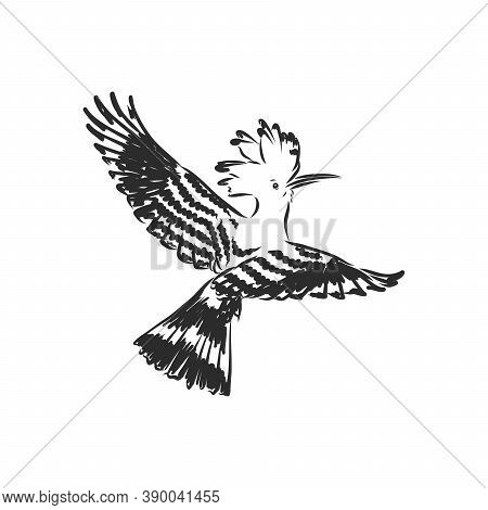 Logo Hoopoe Upupa Epops . Bird Vector Illustration. Isolated On White Background., Hoopoe Bird, Vect