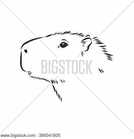 Capybara Hand Drawing. Animals Of South America Series. Vintage Engraving Style. Vector Illustration