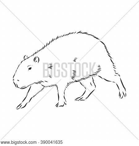 Capybara Hand Drawing. Animals Of South America Series. Vintage Engraving Style. Vector Illustration