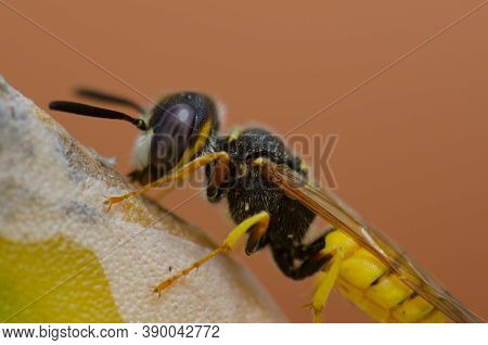 European Beewolf Philanthus Triangulum On A Cactus.