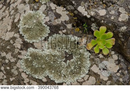 Lichens And Plant Aeonium Undulatum On A Rock.