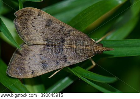Close-up View Of A Moth Uresiphita Polygonalis.