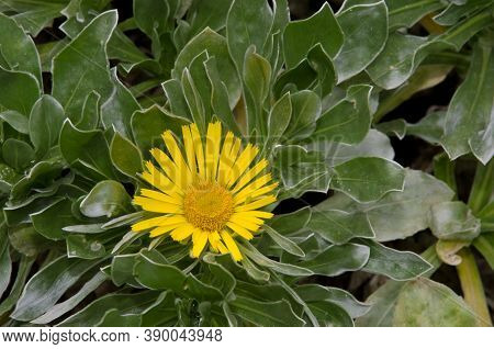 Canary Island Daisy Asteriscus Sericeus In Flower.