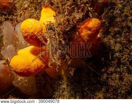 A Closeup Picture Of The Soft Coral Dead Mans Fingers Or Alcyonium Digitatum. Picture From The Weath
