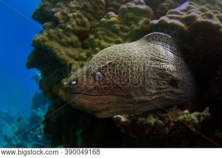 Great Moray Eel On The Coral Reef