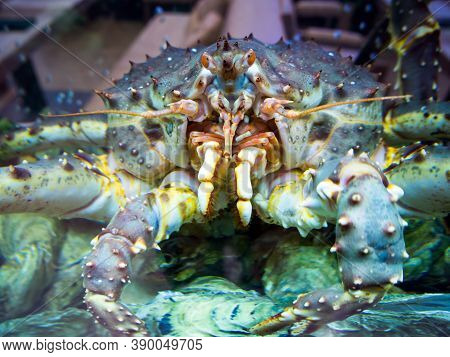 Large Far Eastern Crab Behind The Glass Of The Aquarium