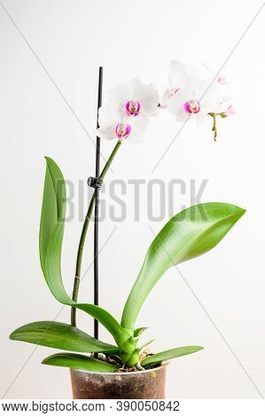 Close Up Of Delicate White And Vivid Pink Phalaenopsis Orchid Flowers In Full Bloom And Green Leaves