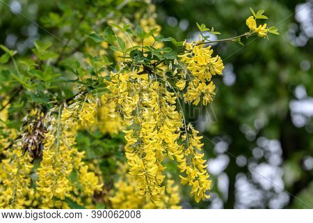 Tree With Yellow Flowers Of Laburnum Anagyroides, The Common Laburnum, Golden Chain Or Golden Rain, 