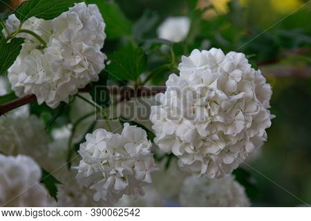White Bunch Of Buldenezh In The Garden