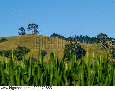 Papamoa Hills Beyond Cornfields And Rolling Farmlands.