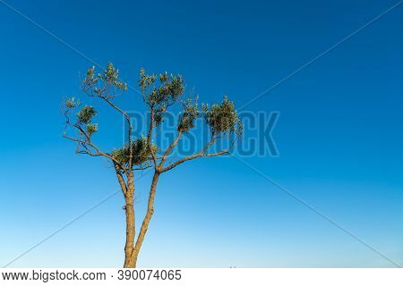 One Straggly Olive Tree From Low Point Of View Against Blue Sky In Morning Light.