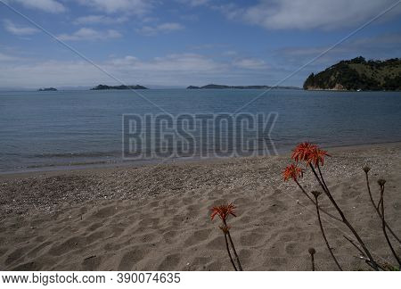Scenic Man O War Bay Beach With Orange Flowers In Foreground On Waiheke Island New Zealand