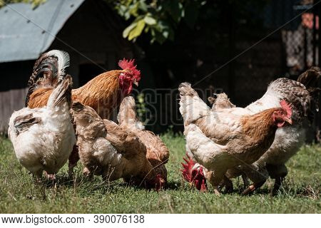 Farm Consept. White Rooster With Chickens On A Farmyard In The Grass.