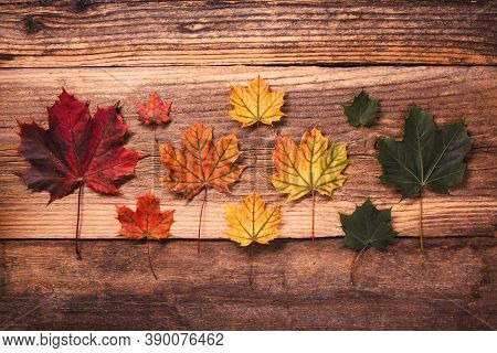 Creative Colorful Autumn Leaves Cosept Over A Textured Vintage Rustic Wooden Background