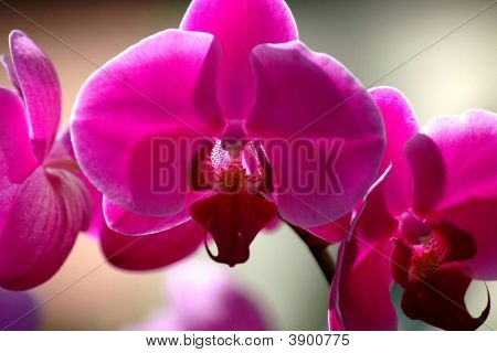 Incredibile Phalaenopsis rosa