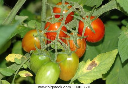 Pomodori a maturazione in vigna