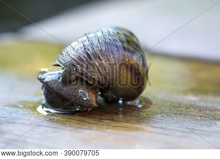 Marsh Snail, Viviparidae, Sits On A Wooden Walkway Above A Small Garden Pond.