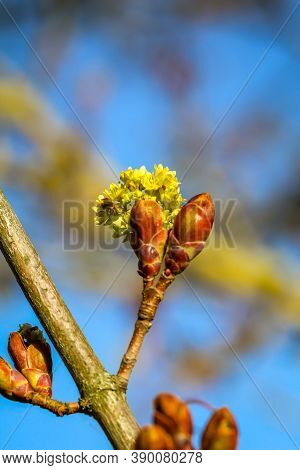 The Young Shoots Of A Deciduous Tree In Spring.