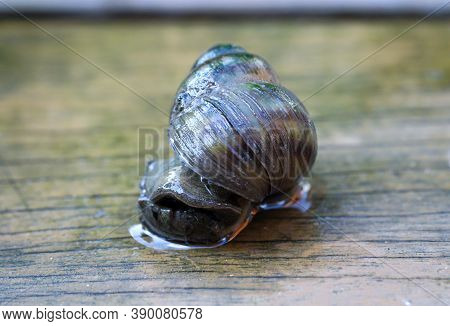 Marsh Snail, Viviparidae, Sits On A Wooden Walkway Above A Small Garden Pond.