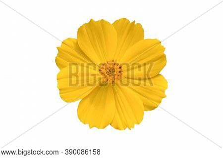Beautiful Yellow Cosmos Flower (coreopsideae) Isolated On White Background. Object With Clipping Pat
