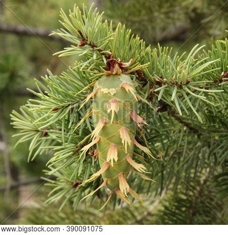 Douglas-fir (pseudotsuga Menziesii) Cone On A Tree In Rocky Mountain National Park, Colorado