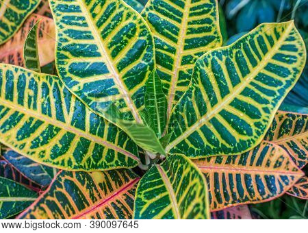 Big Leaves With Yellow Veins Or Nerves. Water Droplets On A Fresh Leaf.